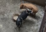 Two pigs