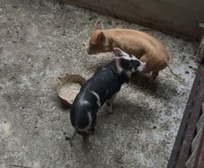 Two pigs