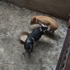 Two pigs