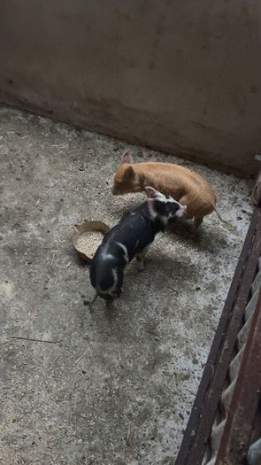 Two pigs