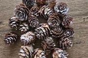 Christmas mini pinecones