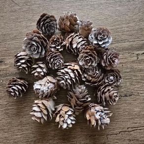 Christmas mini pinecones