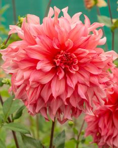 3 x Dahlia Tubers Islander