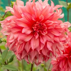 3 x Dahlia Tubers Islander