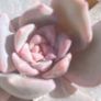 plant Image 3