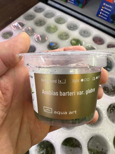 Aqua-Art Bucephalandra, Anubias ect aquarium in vitro plants