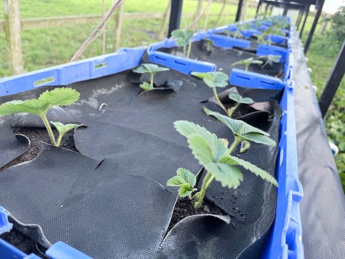 Strawberry plants