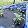 Strawberry plants Image 3