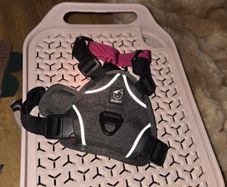 Dog Harness
