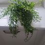 Aeschynanthus Hybrid indoor plant Image 3