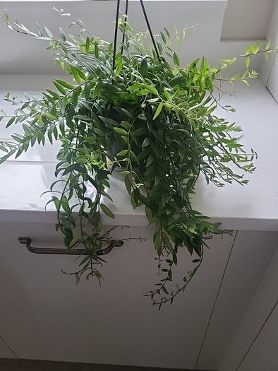 Aeschynanthus Hybrid indoor plant