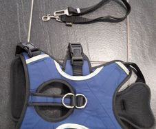 Dog Harness and clip on seat belt