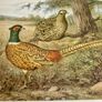 Six Traditional 20th Century Placemats by Pimpernel Gamebirds Image 6