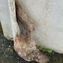 Substantial Collection of Old Bog Oak. Delivery by van can be arranged. Image 6