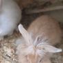 rabbit teddy Image 3