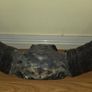 African Water Buffalo Horns Image 5