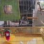 bird cage Image 4
