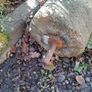 antique granite roller Image 3