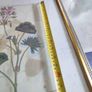 Vintage Custom Framed Botanical Illustration Print Of GERANIUM AFRICAN OR LADIES MANTLE LEAF. Image 3