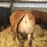 Pbr limousine bulls Image 4