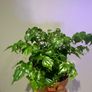 China Doll Plant Image 2
