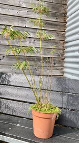 Bamboo plant
