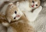 cats