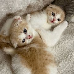 cats