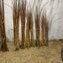 Willow cuttings Image 7