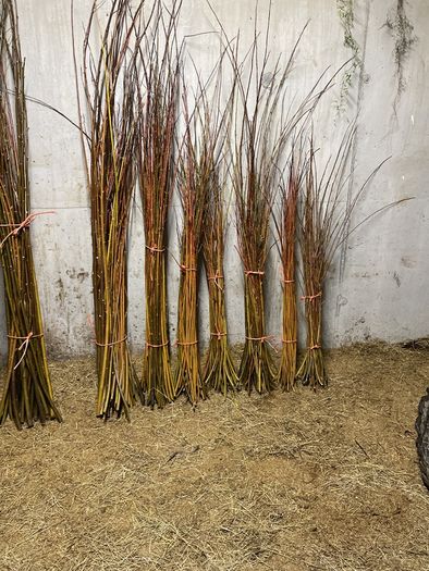 Willow cuttings