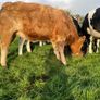 Heifers Image 3