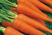 (C) Carrot Autumn King2 seeds 1g (120284)