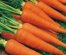(C) Carrot Autumn King2 seeds 1g (120284)