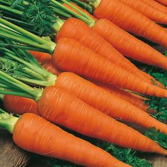 (C) Carrot Autumn King2 seeds 1g (120284)
