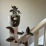 Wandering Jew plant Image 2