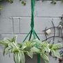 indoor plant pot and pot hanger included Image 3