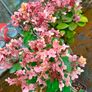 hydrangea Ophelia Image 4