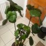 plant Image 2