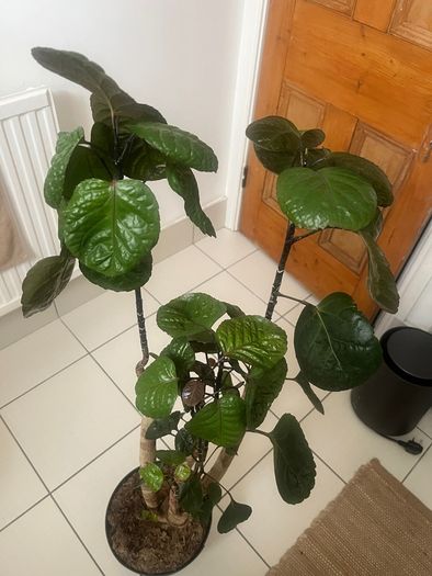 plant