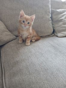 Kitten to adopted