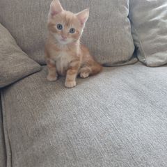 Kitten to adopted