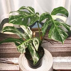 Stunning Monstera Albo Variegata High Stability Established