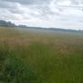 Meadows..ready for cutting Image 3