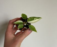 Philodendron Jose Buono