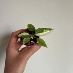Philodendron Jose Buono