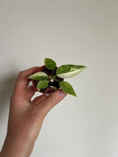 Philodendron Jose Buono