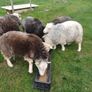 Herwick ram and 4 ewes for sale Image 6