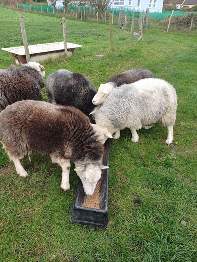Herwick ram and 4 ewes for sale