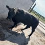 Pedigree Angus bull Image 2