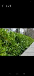 Healthy Laurel Hedging - 12 to 18 inches tall - In 2 litre pots - Ready to Plant Now